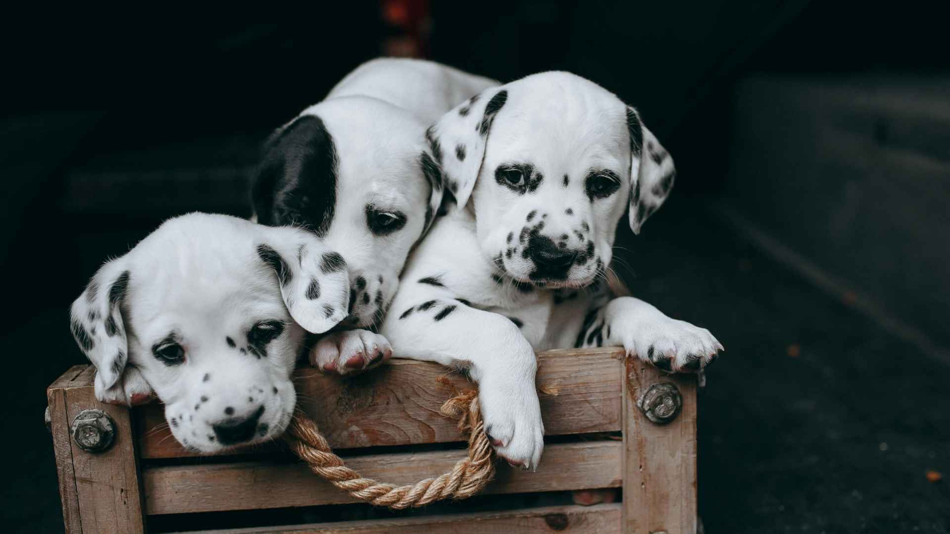 Dar de comer a un cachorro